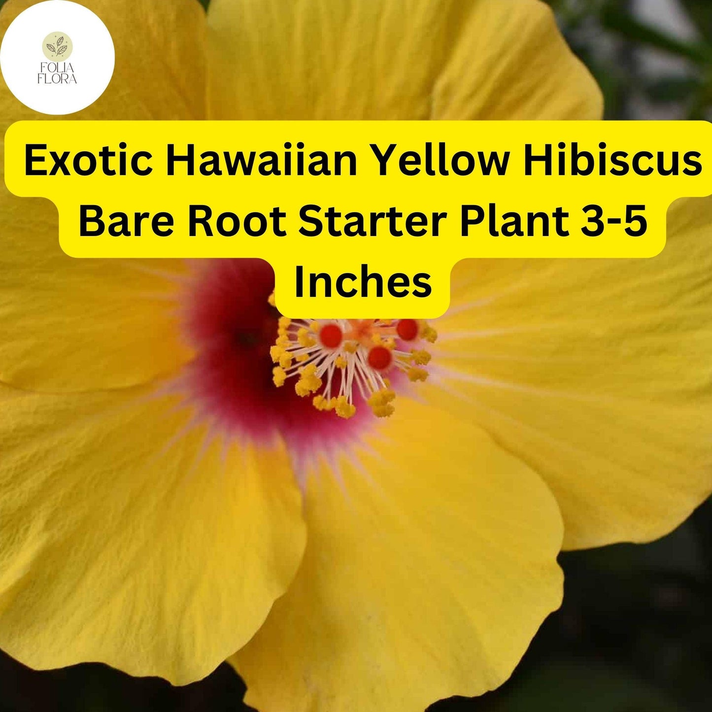 1 Hibiscus rosa-sinensis 'Hawaiian Yellow' - Exotic Yellow Hibiscus Bare Root Live Starter Plant 3-5 Inches