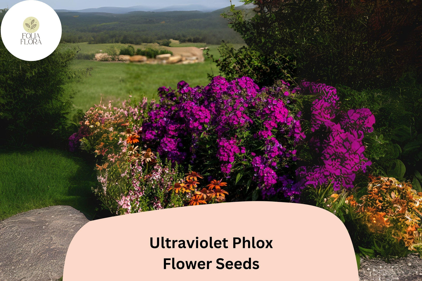 100+ Ultraviolet Phlox Seeds – Vibrant Purple Blooms for Summer Gardens & Pollinator Beds