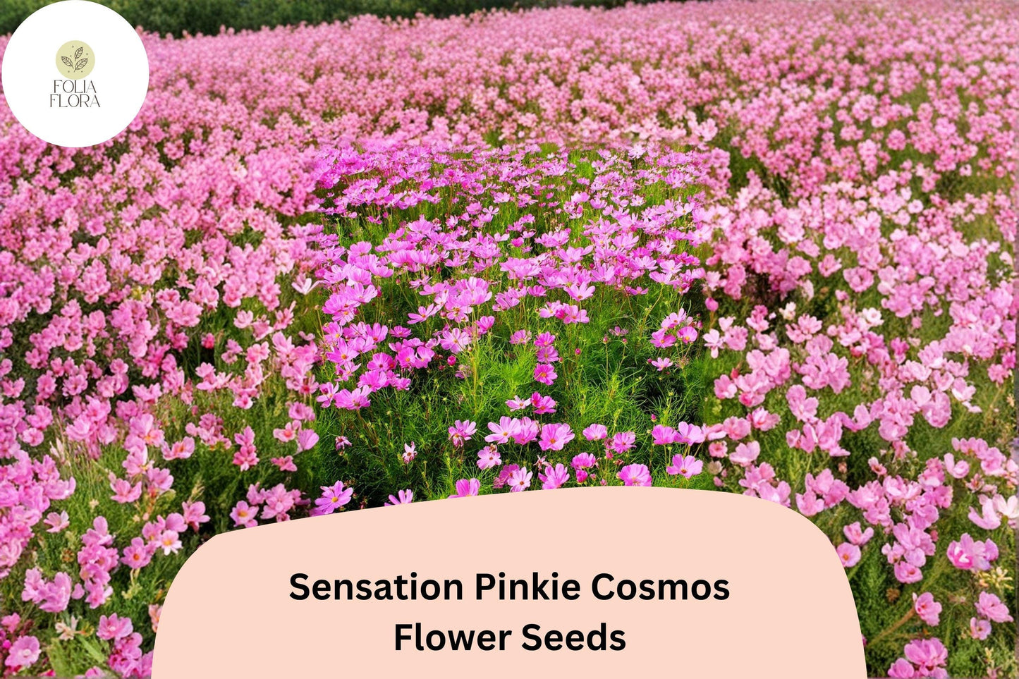 200+ Sensation Pinkie Cosmos Seeds | Cosmos bipinnatus Bright Pink Blooms | Easy Annual Garden Flower Seeds