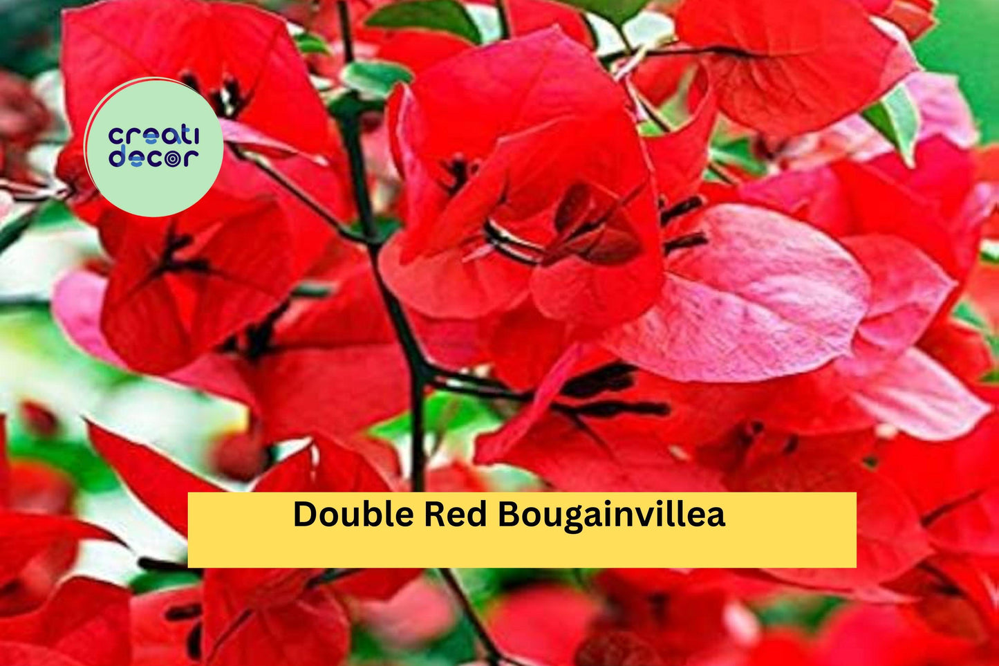 Double Red Bougainvillea Plant | Live Rooted Starter Plug | Vibrant Flowering Vine for Outdoor Garden, Trellis, or Container