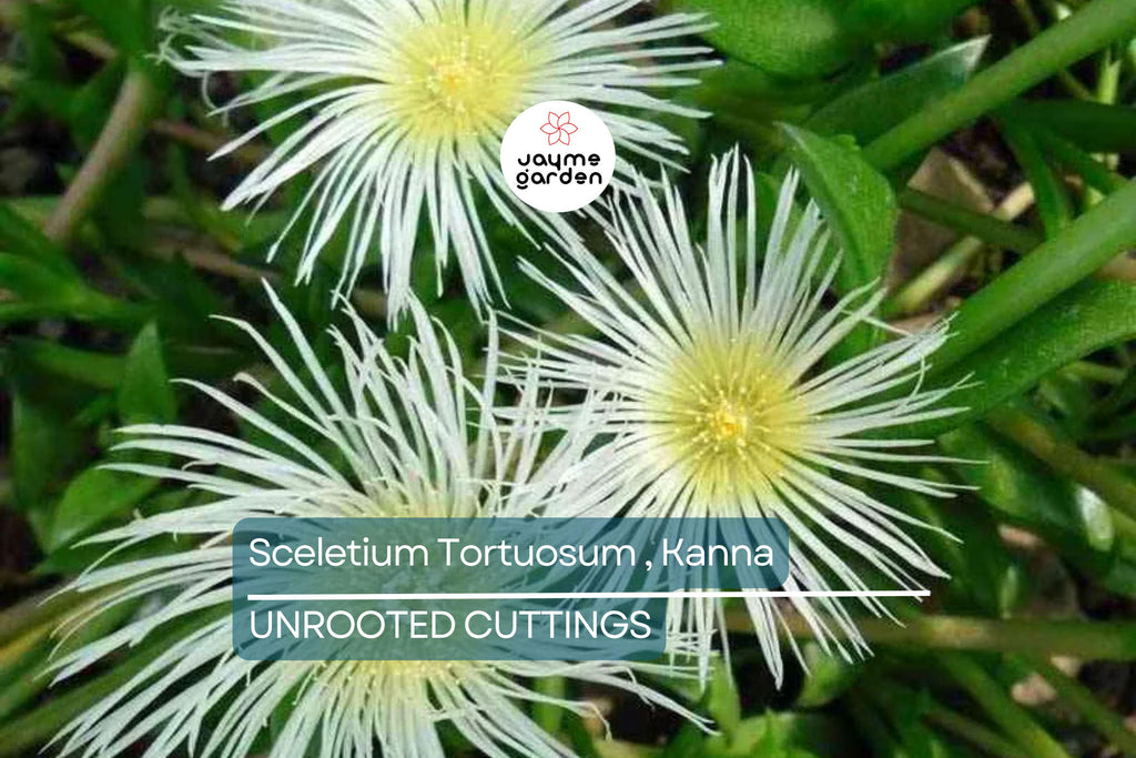 Sceletium Tortuosum Kanna - 7 Unrooted Cuttings, Edible, Air-Purifying, Medium Sunlight, Winter Bloomer, Indoor/Outdoor Gardening