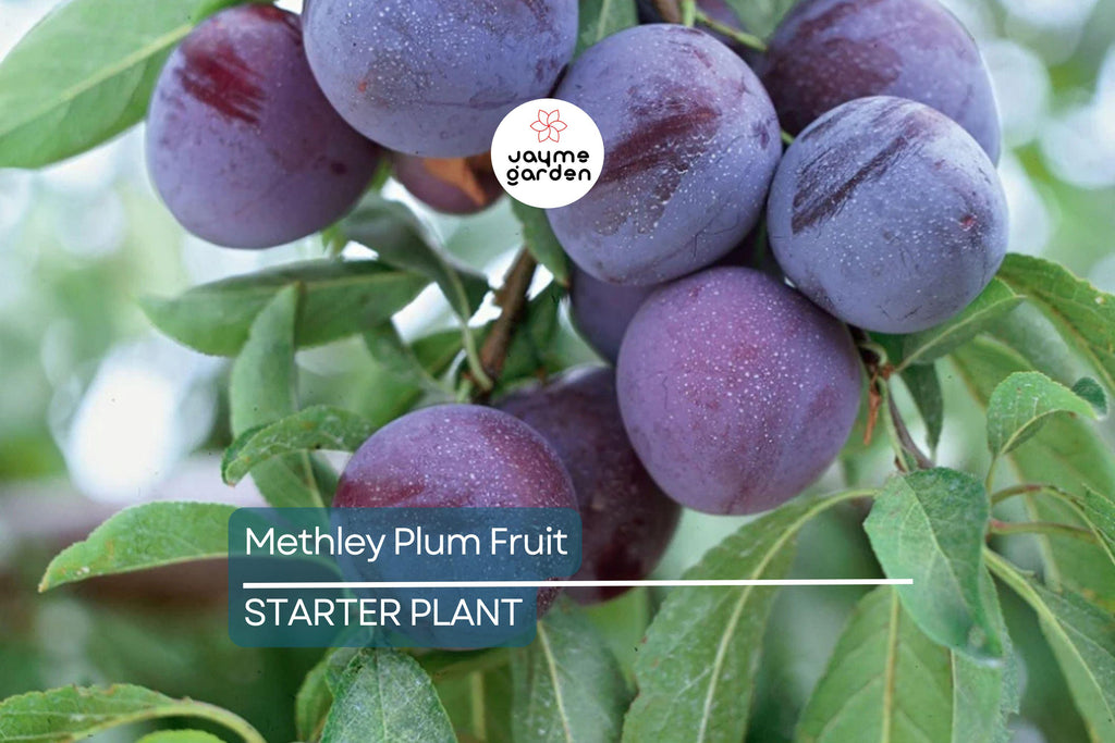 Methley Plum Fruit Tree Bare-Root Starter Plant, 3–4 ft Tall, Self-Pollinating, Early June Harvest Prunus salicina