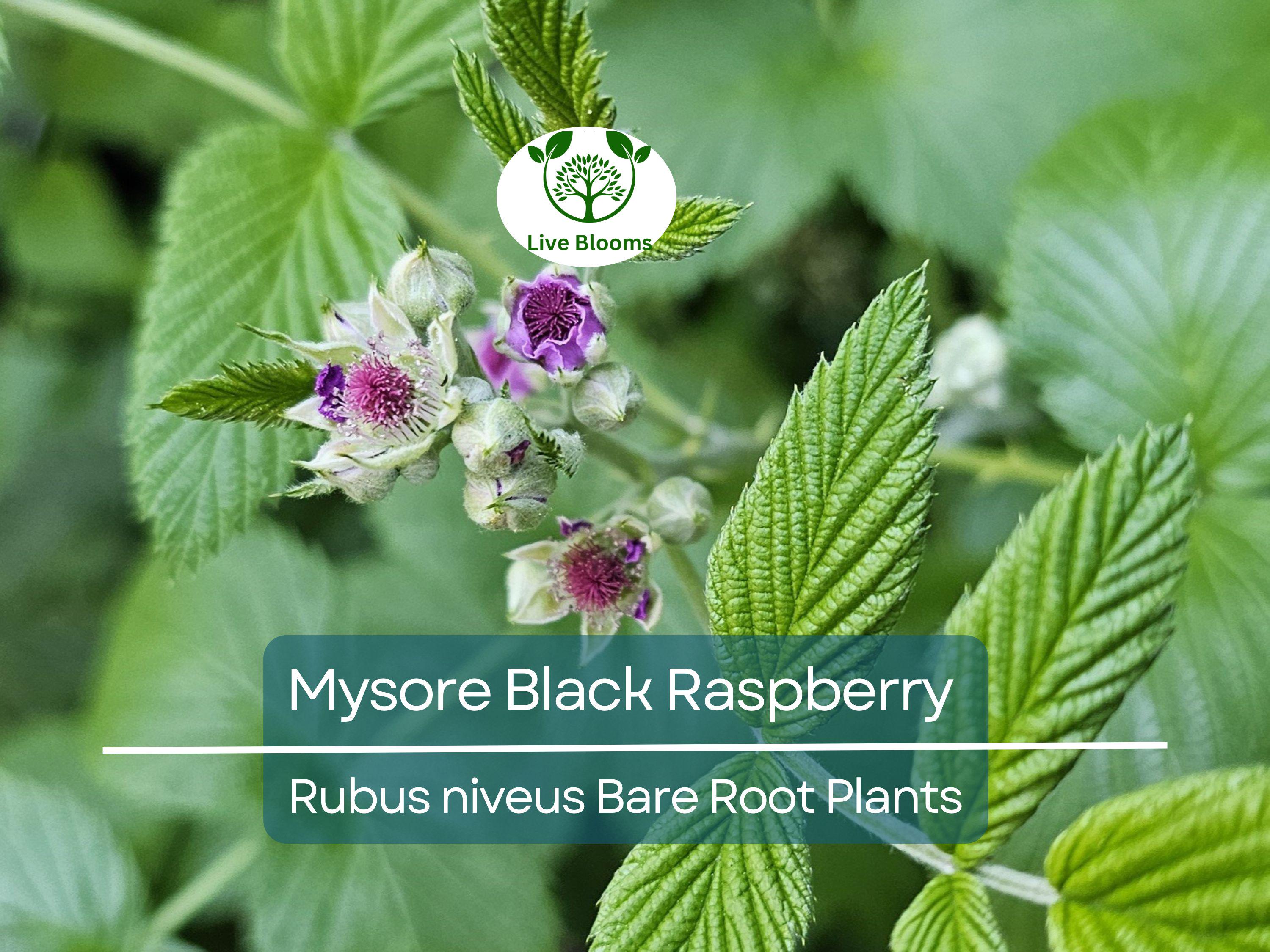 1 Mysore Black Raspberry Plant - Rubus Niveus - Bare Root Starter Fruit Plant for Garden and Orchard