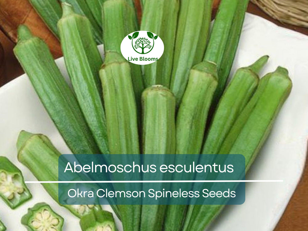 85 Seeds Okra Clemson Spineless for Planting (Abelmoschus esculentus) - Fast-Growing, Tender, Spineless Okra for Home Gardens
