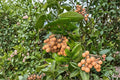 Kohala Longan 5 Seeds (Dimocarpus longan) Hawaiian Longan Fruit Tree