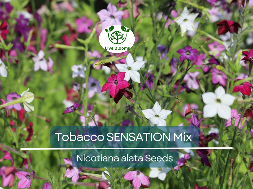 500 Seeds Tobacco SENSATION Mix (Nicotiana alata) Jasmine Fragrant Flowers Non-GMO, Aromatic Tobacco, Perfect for Gardens