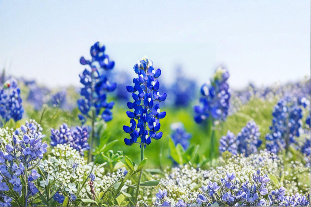 Texas Bluebonnet 50 Seeds | State Flower of Texas | Brilliant Blue Spring Blooms | Native Wildflower