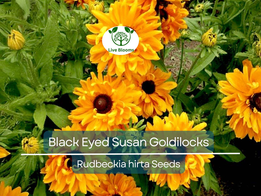 100 Seeds Black Eyed Susan Goldilocks Rudbeckia Double Blooms - Rare, Non-GMO, Perennial, Vibrant Flowers, Pollinator-Friendly