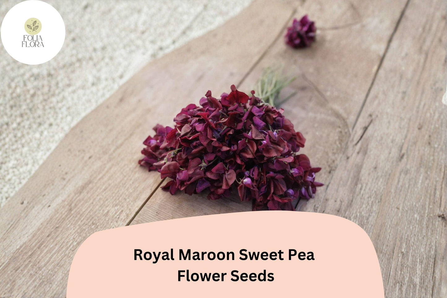 50+ Royal Maroon Sweet Pea Seeds | Deep Burgundy Climbing Flowers for Trellis & Garden