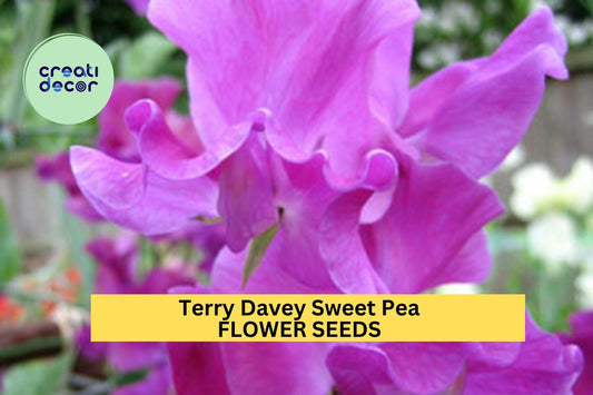 50+ Terry Davey Sweet Pea Seeds – Rich Purple Fragrant Blooms for Garden Planting, Climbing Vines for Trellises & Bouquets – USA