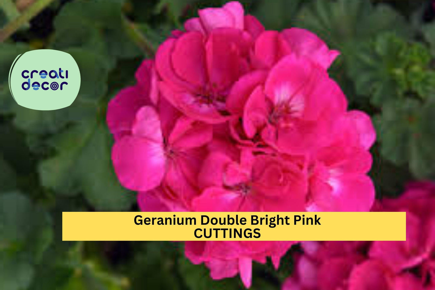 4 Double Bright Pink Geranium Cuttings – 5" Unrooted Pelargonium Stems | Vibrant Flowering Starts for Pots, Borders, or Hanging Baskets