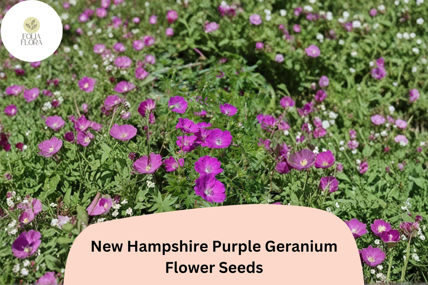 25+ New Hampshire Purple Geranium Seeds | Hardy Perennial | Vibrant Purple Blooms for Garden Borders & Ground Cover