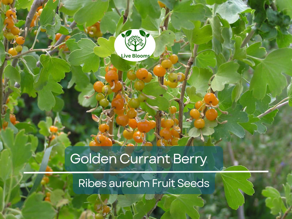 20 Golden Currant Berry Seeds (Ribes aureum), Edible Fruit Bush, Sweet Berries, Native Shrub, Wildlife Friendly, Garden Starter, Easy Grow