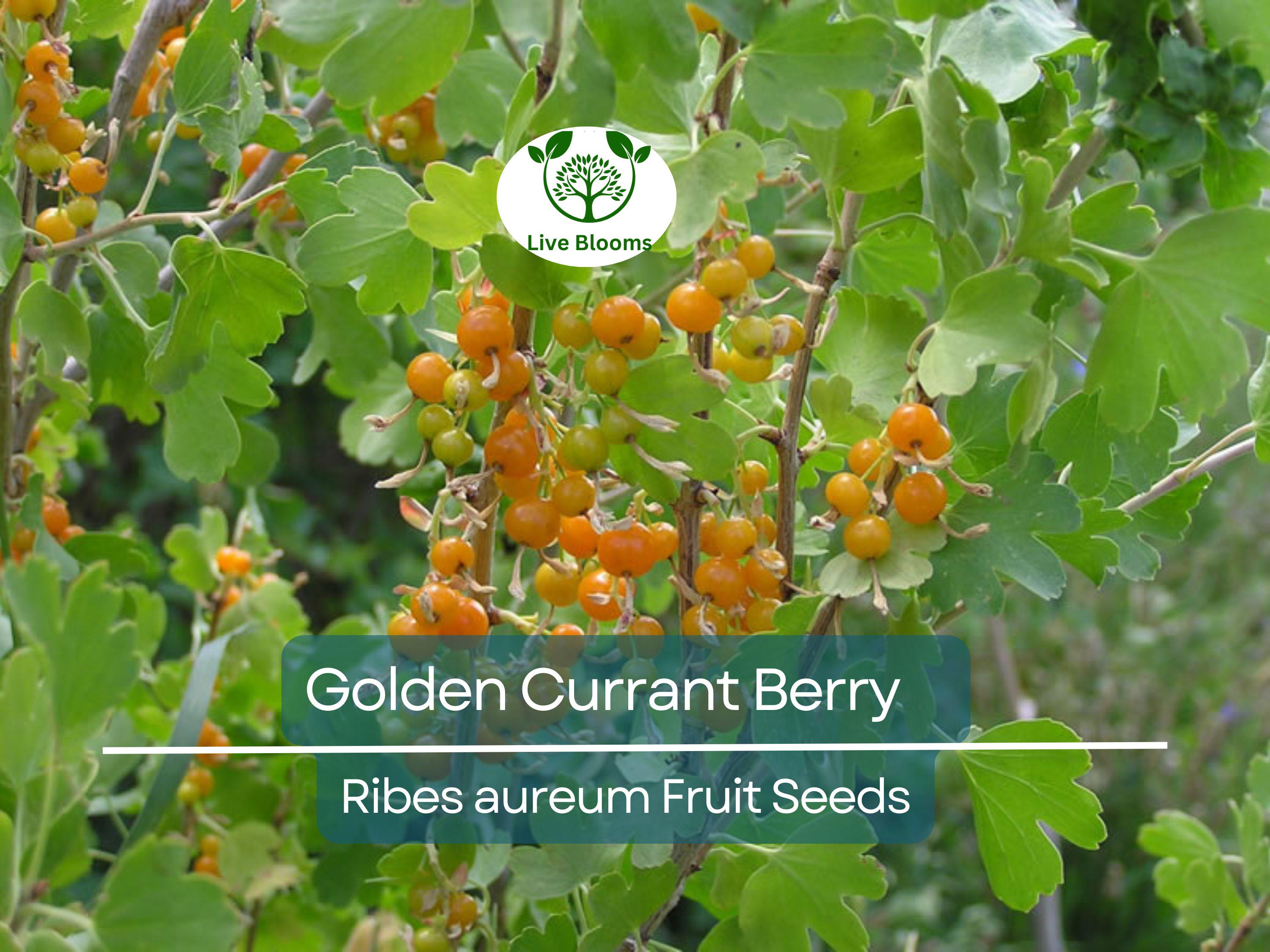 20 Golden Currant Berry Seeds (Ribes aureum), Edible Fruit Bush, Sweet Berries, Native Shrub, Wildlife Friendly, Garden Starter, Easy Grow