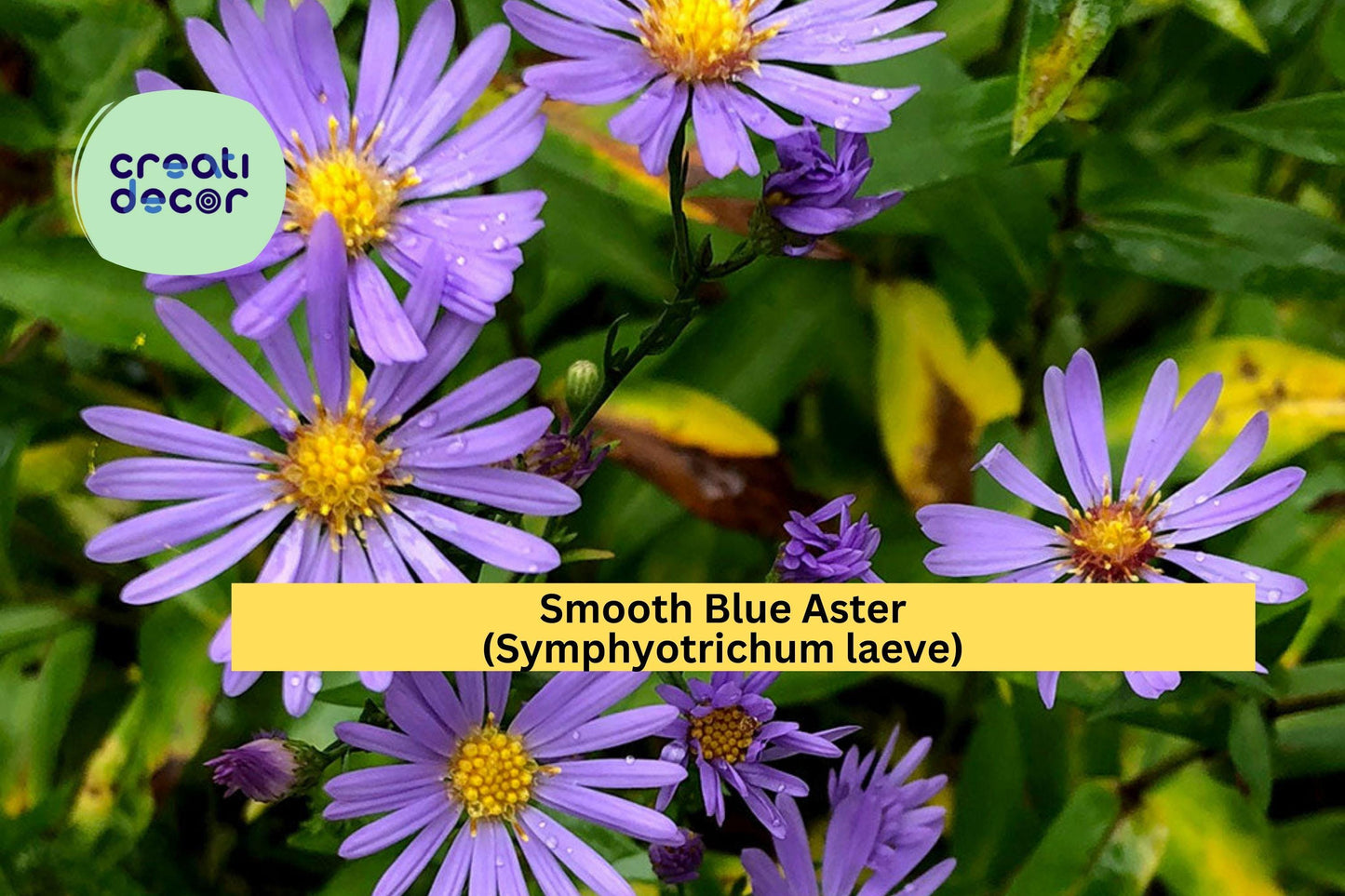 Smooth Blue Aster Seeds (Symphyotrichum laeve) – 100 Native Perennial Seeds | Fall Blooming | Pollinator Friendly | Drought Tolerant