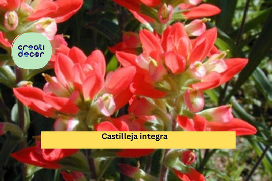 Castilleja integra Seeds (300) – Wholeleaf Indian Paintbrush, Native Perennial Wildflower, Pollinator Plant, Drought Tolerant