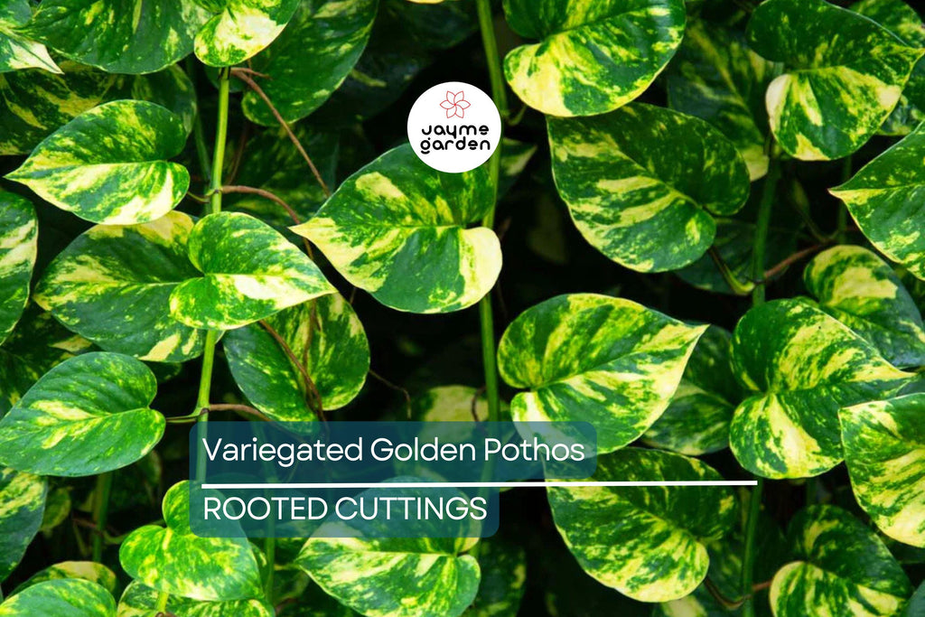 GIANT Variegated Golden Pothos – 3 Node Climbing Cutting, Hawaiian Grown