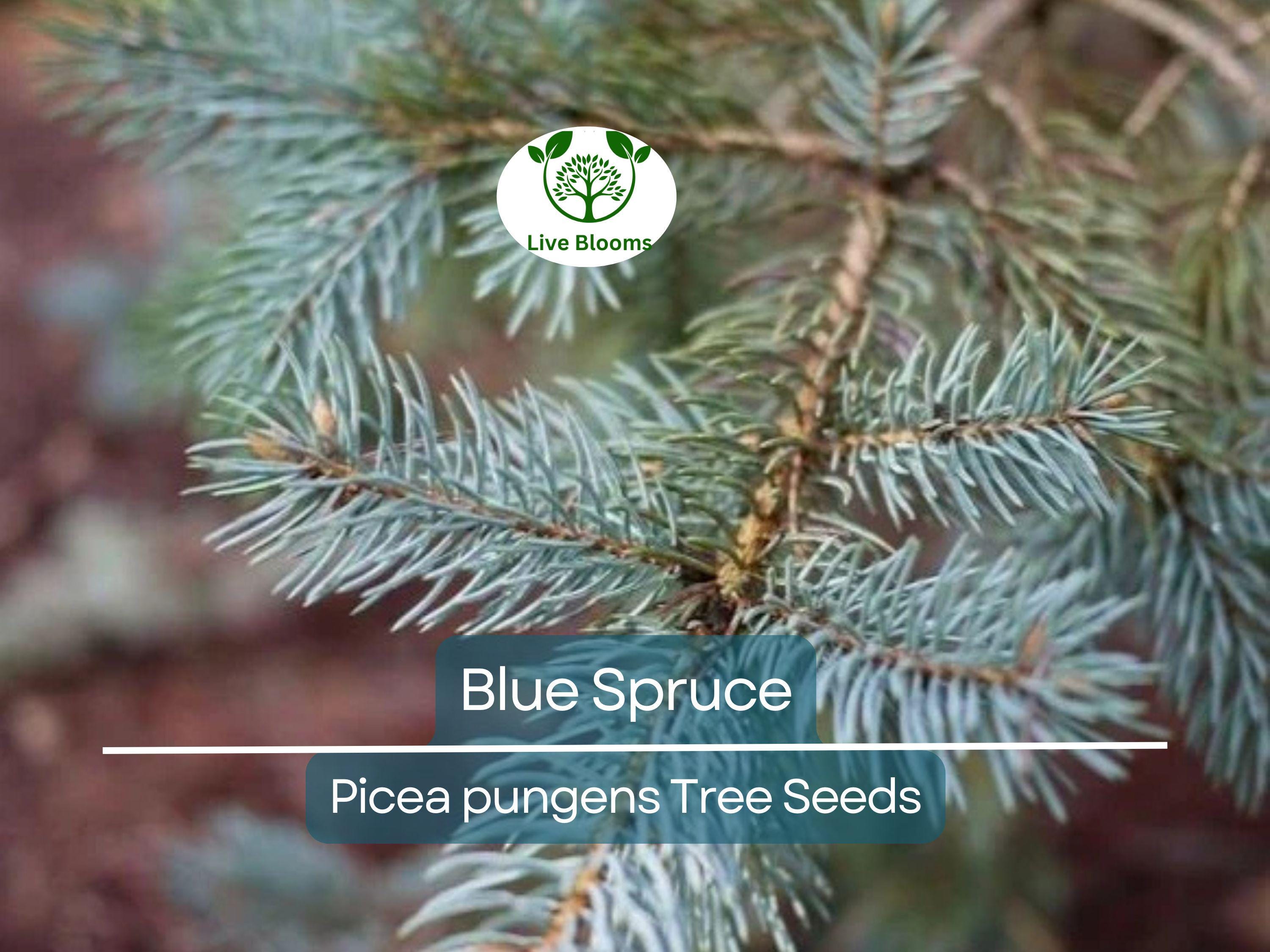50 Blue Spruce Seeds - Picea pungens Trees, Colorado Blue Spruce, Evergreen Trees for Yard, Garden, & Landscaping, Hardy Conifer