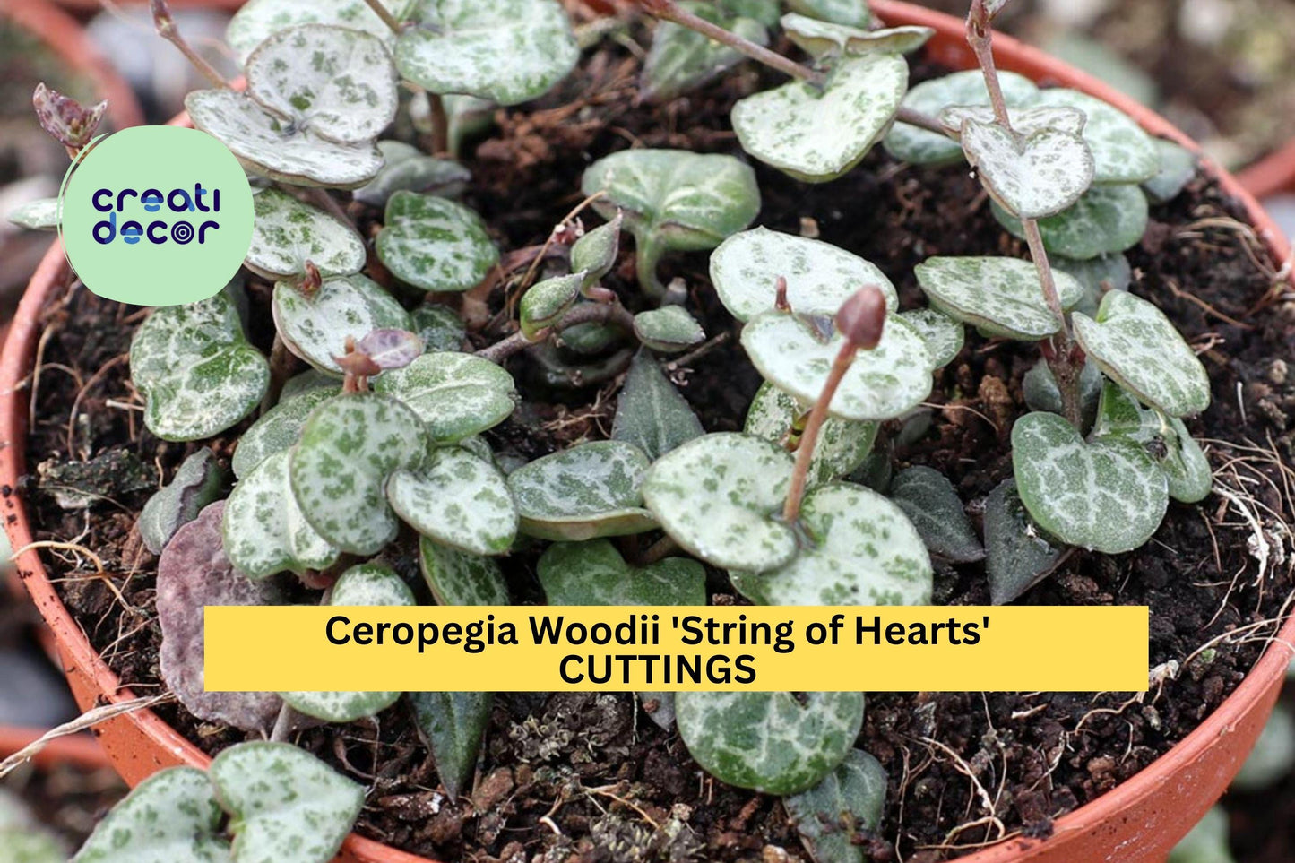 10 String of Hearts Cuttings | Ceropegia Woodii Succulent Vine | 10–12" Trailing Starter | Rare Indoor Plant | USA Seller