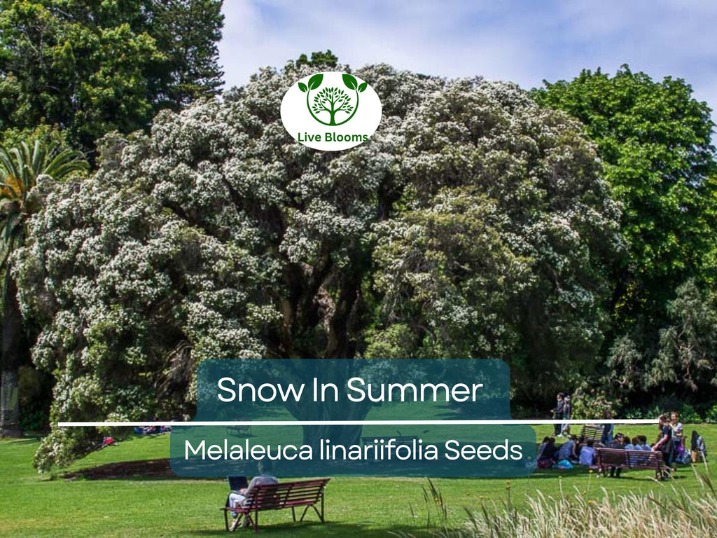 50 Snow In Summer Seeds (Melaleuca linariifolia) | Shrub | Fragrant & Hardy, Perfect for Gardens Aromatic