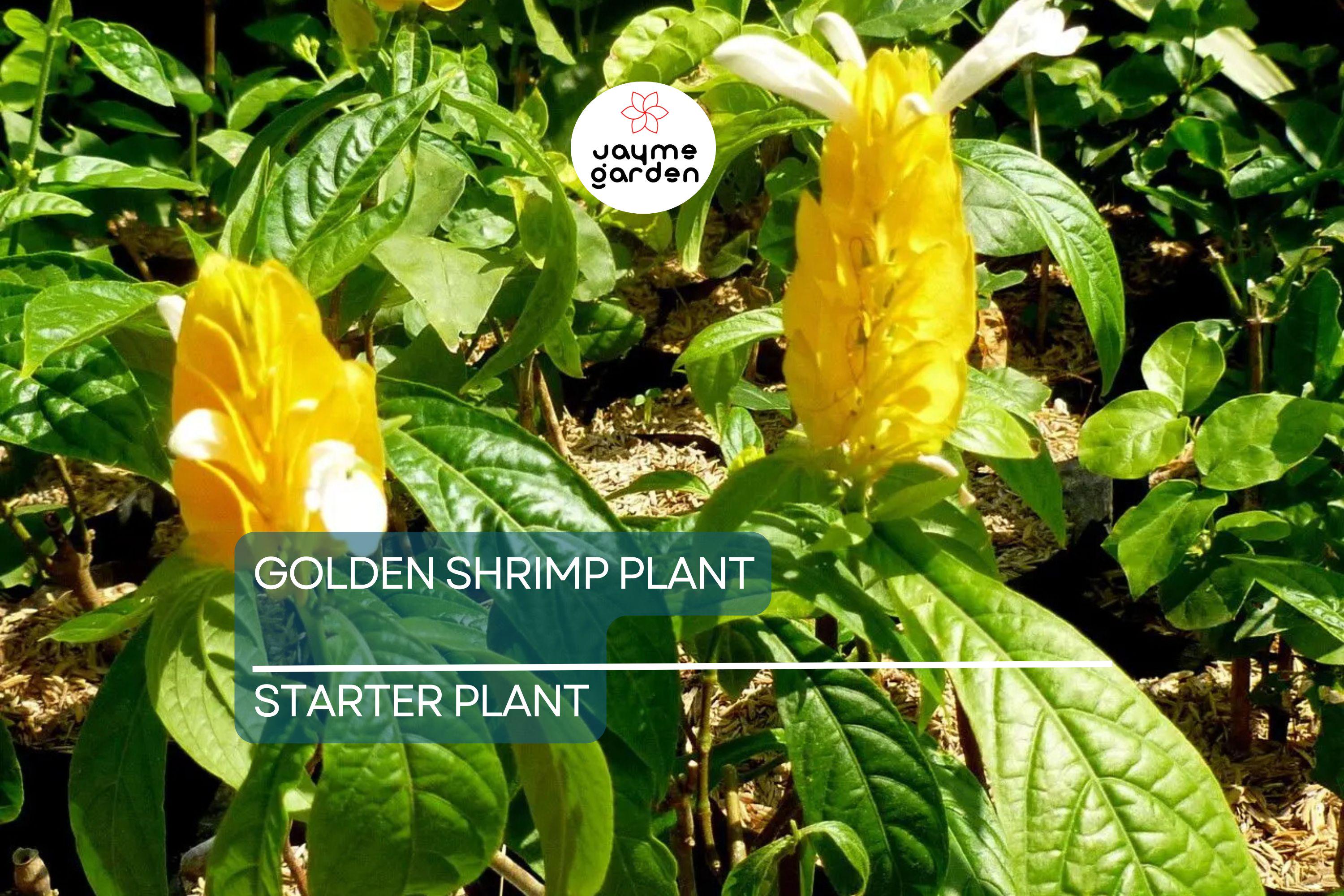 Golden Shrimp Plant Starter - Justicia brandegeana, Pachystachys lutea - Live Rooted Shrub Seedling, Yellow Blooms, Easy Care Plant