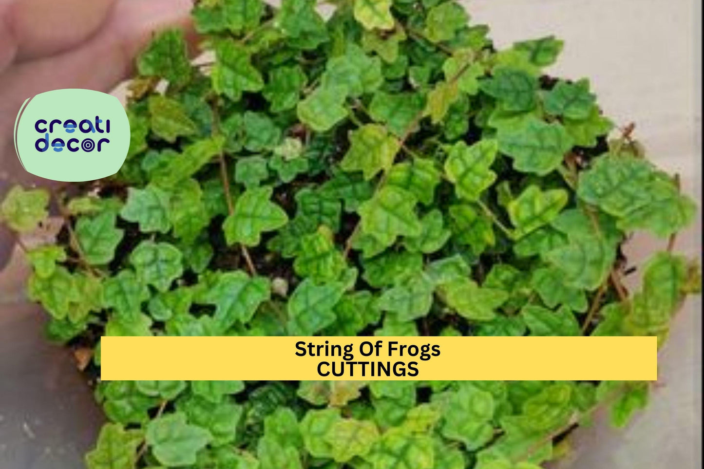 1 String of Frogs Cutting in Moss Propagation Cup – Trailing Vine Starter | Rare Houseplant for Terrariums, Hanging Pots, or Collectors