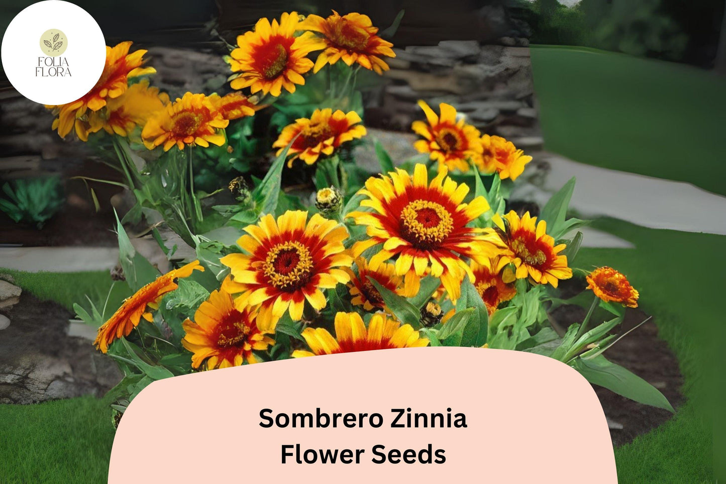 Sombrero Zinnia Seeds: Heirloom Non-GMO Annual Flowers