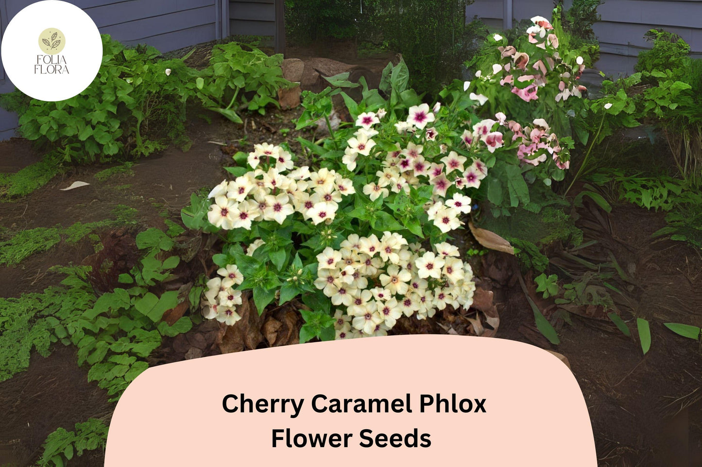 100+ Cherry Caramel Phlox Seeds for Garden Planting | Phlox drummondii | Annual Flower Seeds | Unique Cherry-Cream Blooms