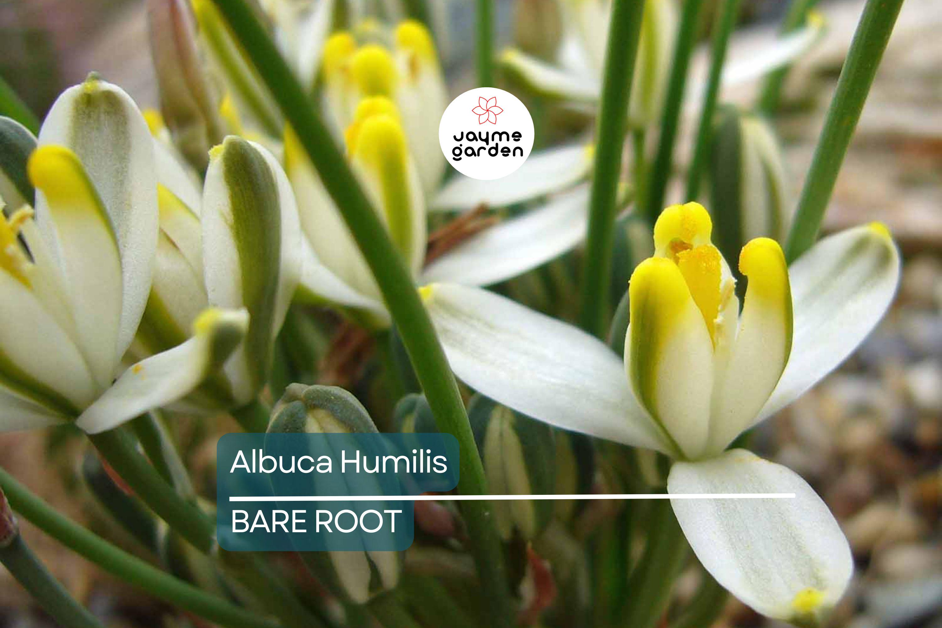 Albuca Humilis Live Plant Bulbs, 5 Pack, Unique Green-White Succulent, Moon Garden Gift, Drought-Tolerant, Easy-Care Rhizome Plant
