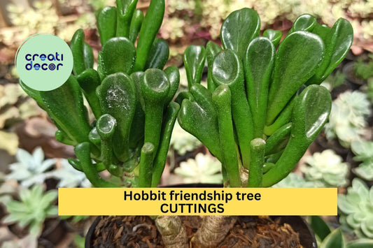 4 Hobbit Jade Plant Cuttings – Crassula ovata ‘Hobbit’ | Unique Curled Leaf Succulent for Pots, Bonsai, or Indoor Decorative Planting