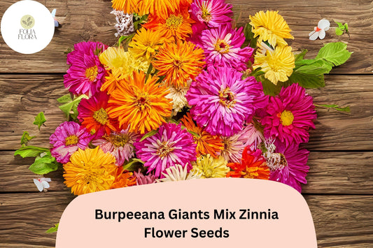100+ Burpeeana Giants Mix Zinnia Seeds – Tall Heirloom Blooms for Cutting & Summer Gardens