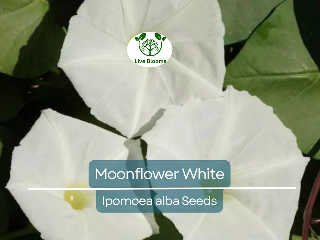 25 Moonflower Seeds - White Night-Blooming Morning Glory Vine | Ipomoea alba, Fragrant, Non-GMO, Climbing Annual, Evening Bloomer