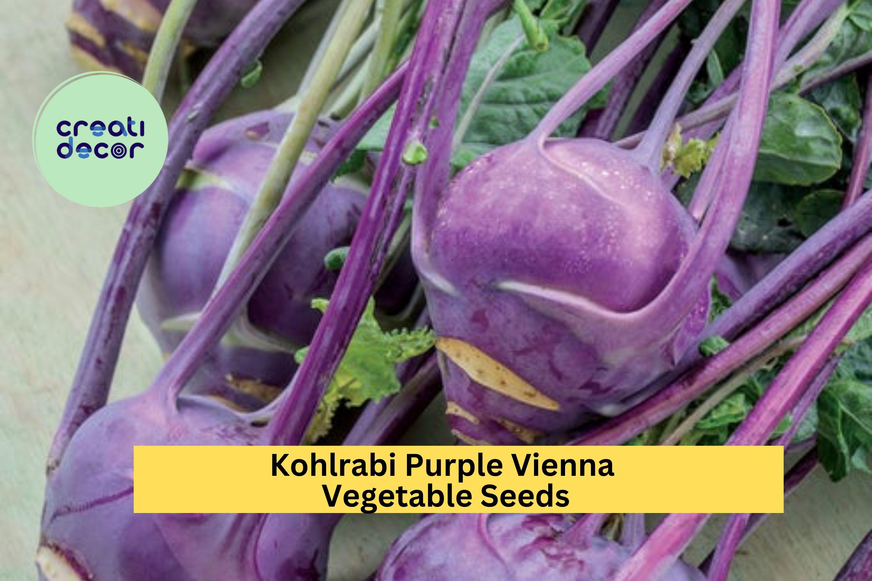 3pcs of 500mg Kohlrabi Purple Vienna Seeds – Crisp, Nutty Flavor Bulb Vegetable for Cool Season Home Gardening Seeds for Planting