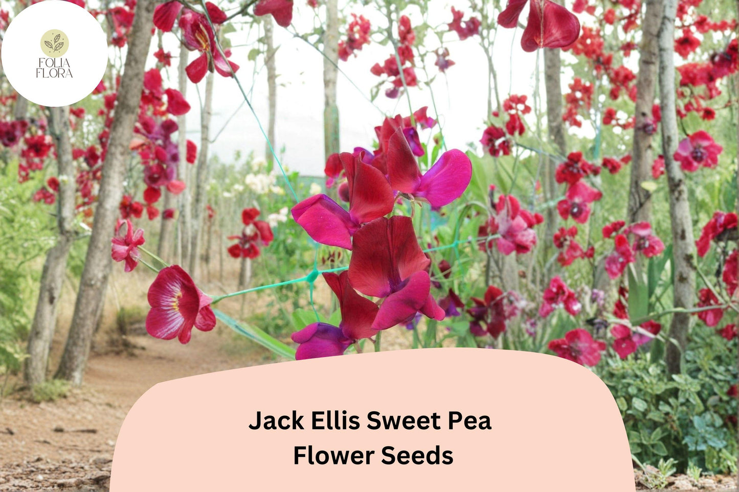 50+ Jack Ellis Sweet Pea Seeds | Rich Maroon Climbing Flowers for Trellis & Garden