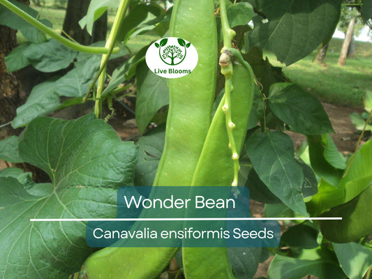 10 Wonder Bean Seeds - Giant Jack/Sword Beans (Canavalia ensiformis) - High-Yield, Easy to Grow, Edible Legume for Garden or Vine