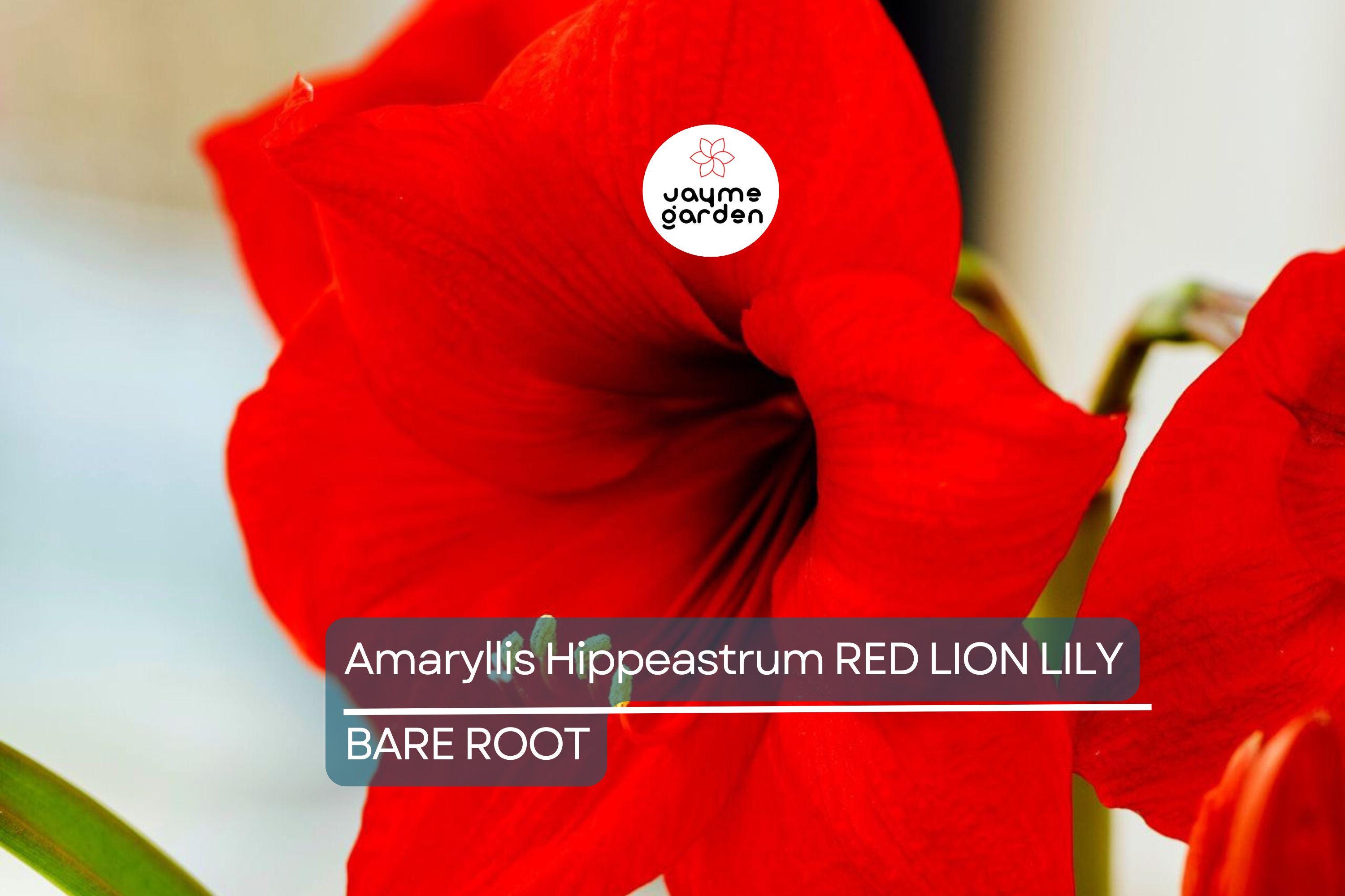 Amaryllis Red Lion Bulb - Award-Winning Large Red Blooms, 24" Tall, Holiday Gift, USDA Zones 8-11, Easy to Grow Indoors or Outdoors