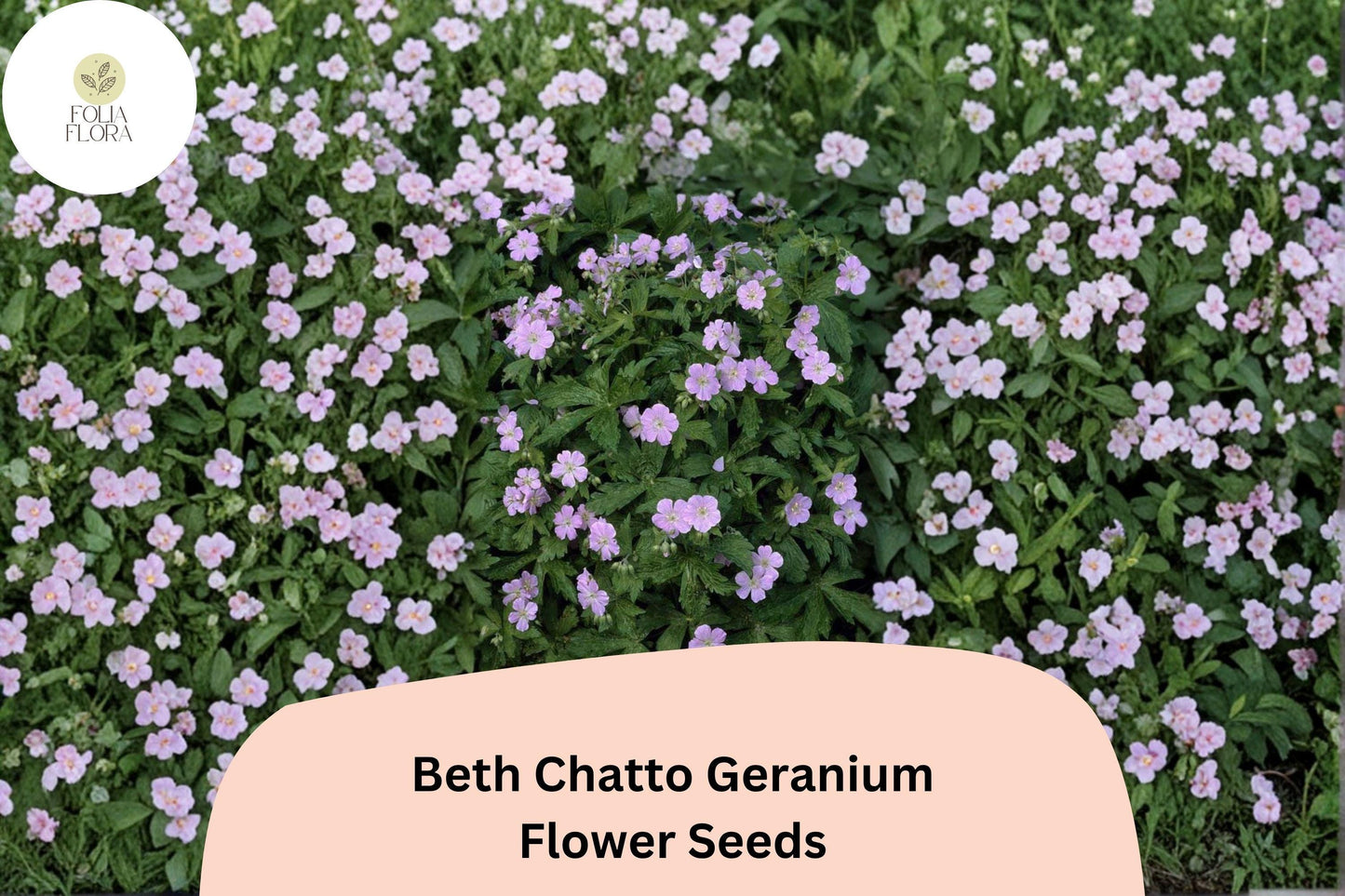 25+ Beth Chatto Geranium Seeds: Hardy Perennial Garden Plant, Pink-Purple Blooms, Easy to Grow, Ideal for Pots & Borders