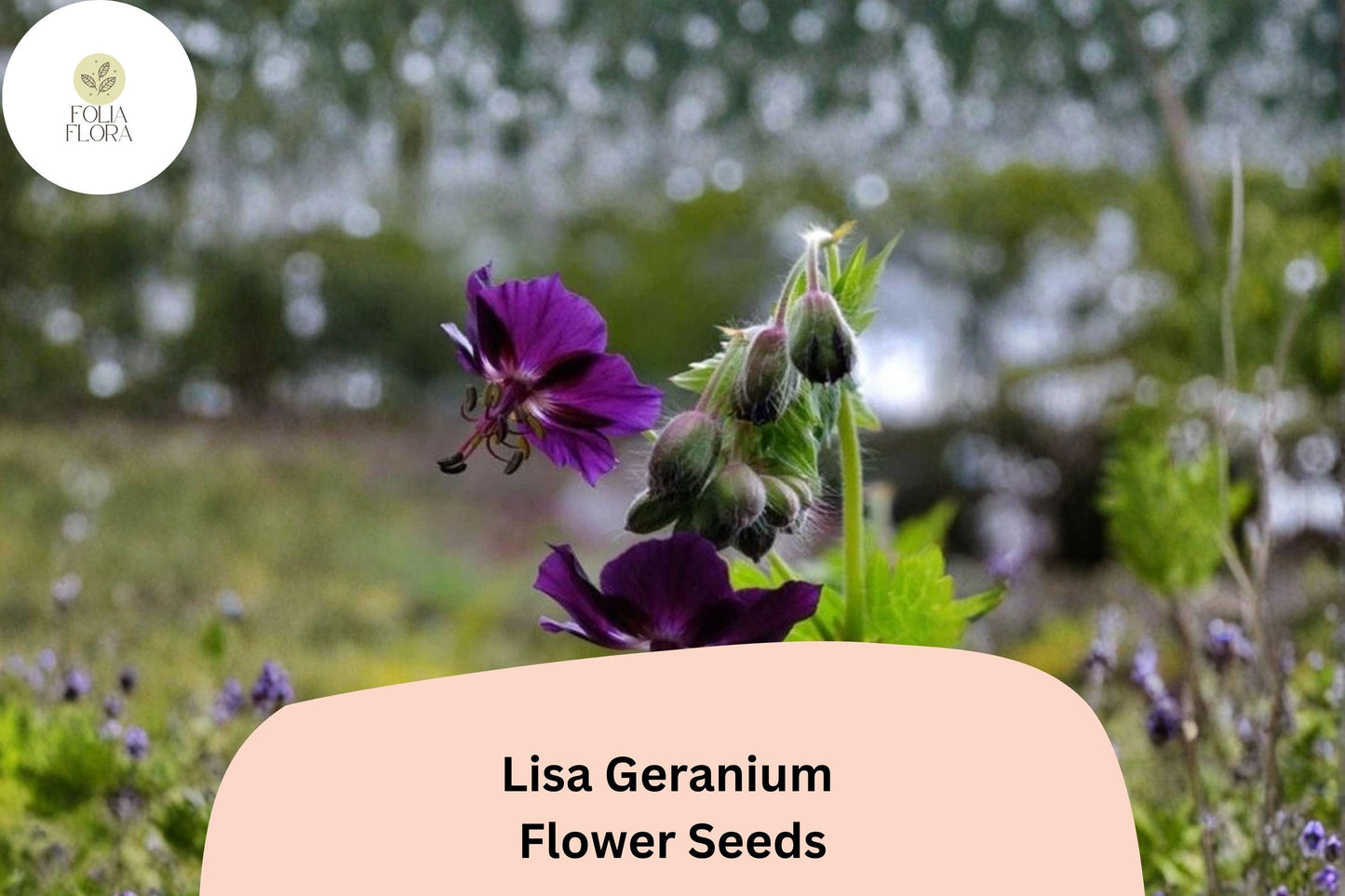 25+ Lisa Geranium Seeds for Garden Planting – Purple Flowers, Hardy Perennial