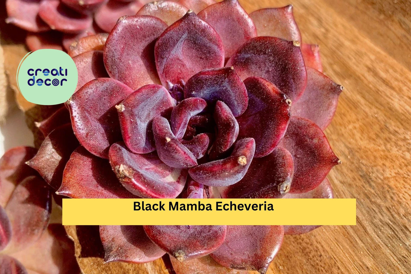 Small Echeveria Black Mamba – Rare Succulent Live Plant, Bare Root Starter, Deep Purple Rosette, Easy Care Indoor or Outdoor