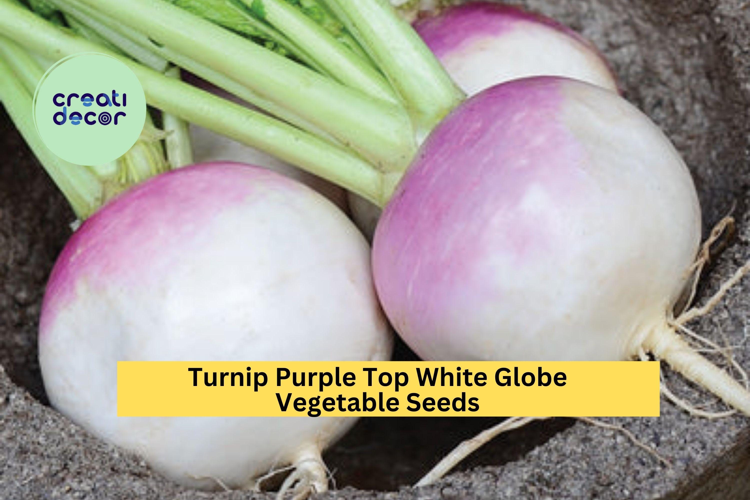3pcs of 1g Turnip Purple Top White Globe Seeds – Classic Root Vegetable for Fall Gardens, Crisp Flesh, Sweet Flavor Seeds for Planting