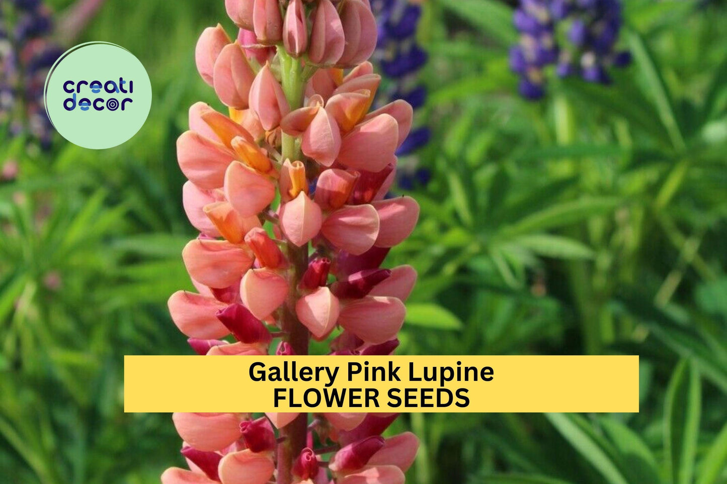 25+ Gallery Pink Lupine Seeds – Compact Pink Flower Spikes for Garden Planting, Pollinator-Friendly Perennials for Borders – USA