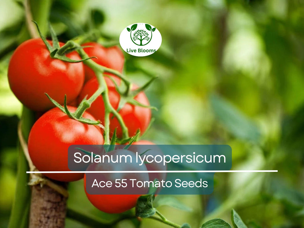 100 mg Ace 55 Tomato Seeds - Solanum lycopersicum | Heirloom, Low-Acid Red Tomato for Planting, Home Garden, Perfect for Slicing & Cooking