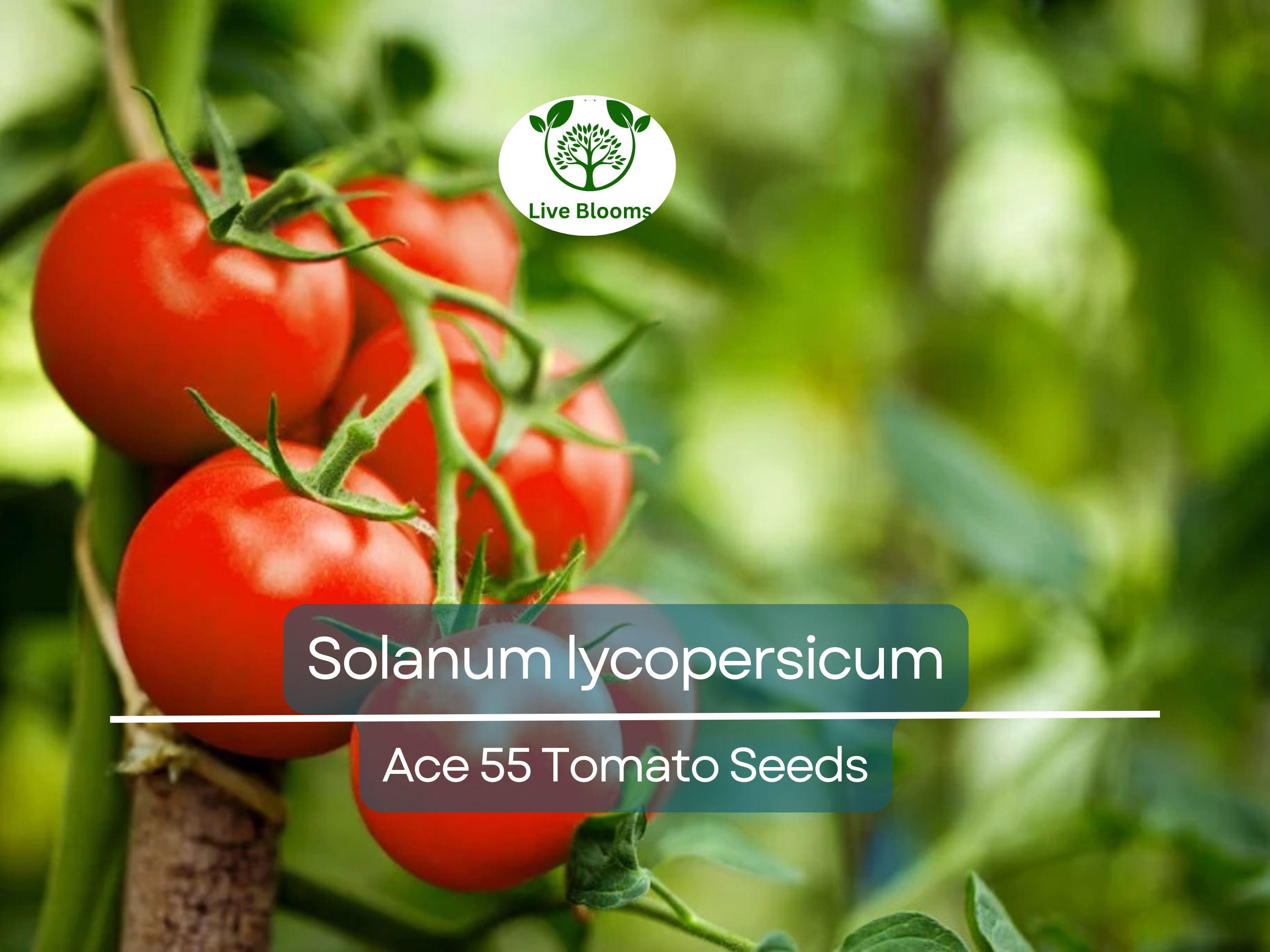 100 mg Ace 55 Tomato Seeds - Solanum lycopersicum | Heirloom, Low-Acid Red Tomato for Planting, Home Garden, Perfect for Slicing & Cooking