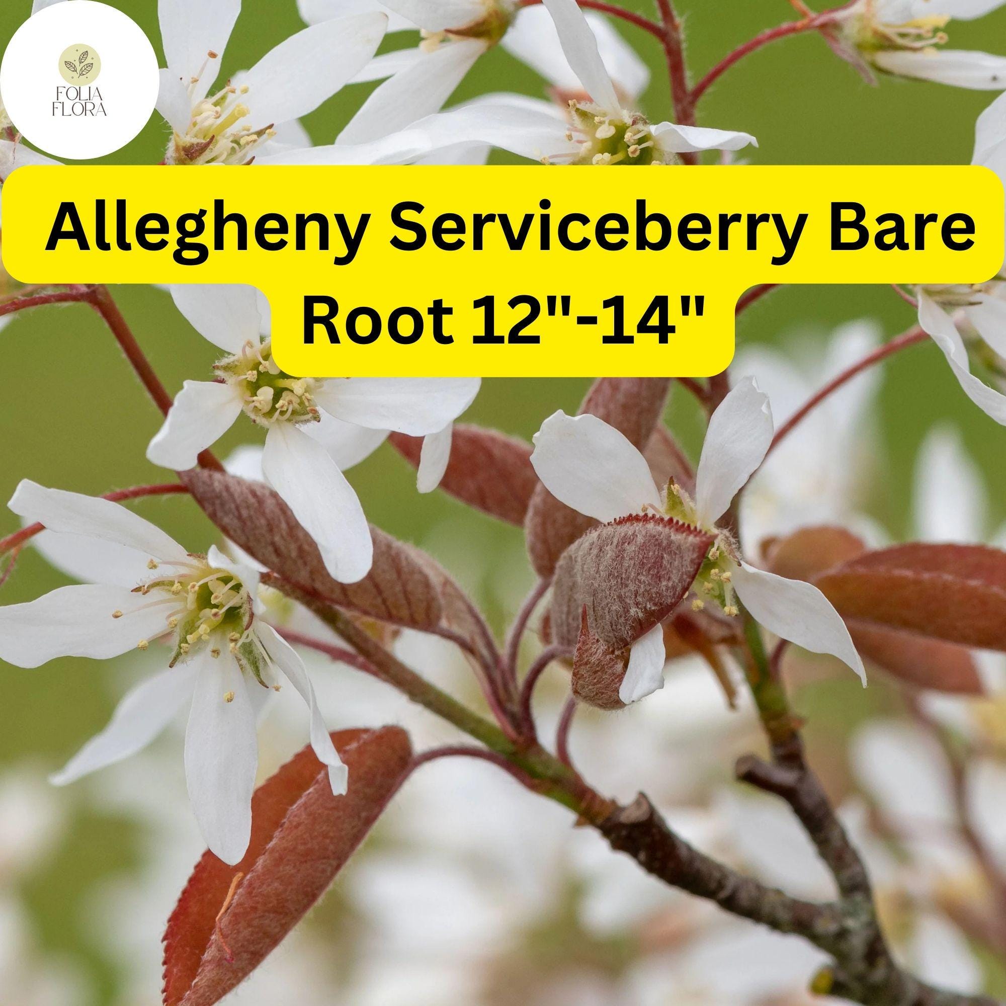 1 Allegheny Serviceberry Tree - Live Bare Root Plant 12"-14" (Amelanchier laevis)