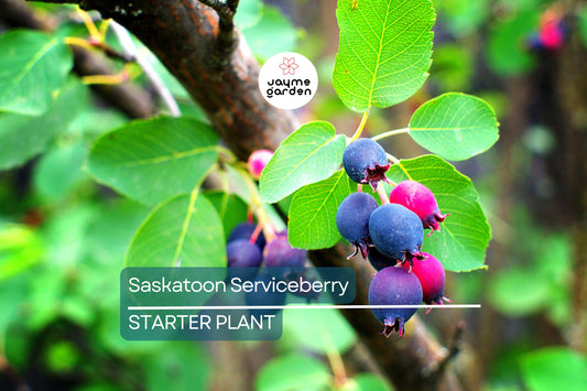 1 Saskatoon Serviceberry Tree 1-2 ft tall - Amelanchier alnifolia, Bare Root Plants, Disease Resistant, Hardy Zones 2-9