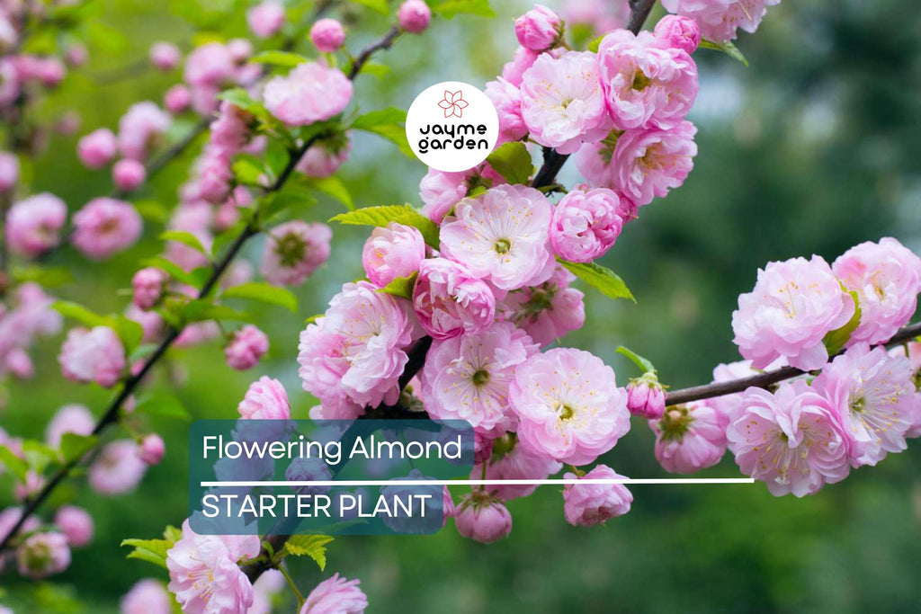 5 Pink Flowering Almond Plants | 6-12" Bareroot Shrubs | Spring Blooms | Hardy Ornamental Shrub for Full Sun or Partial Shade