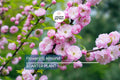 5 Pink Flowering Almond Plants | 6-12" Bareroot Shrubs | Spring Blooms | Hardy Ornamental Shrub for Full Sun or Partial Shade