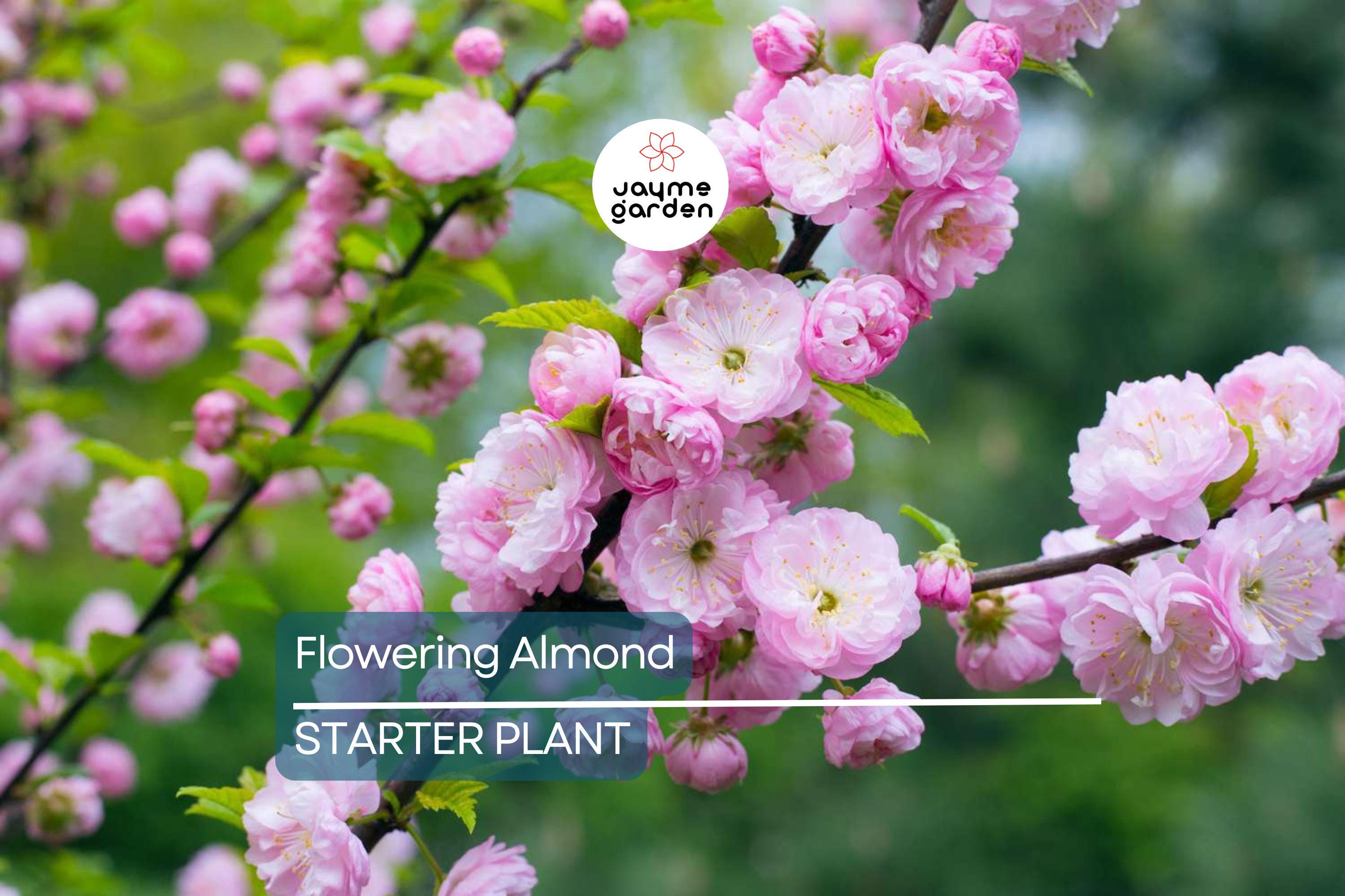 5 Pink Flowering Almond Plants | 6-12" Bareroot Shrubs | Spring Blooms | Hardy Ornamental Shrub for Full Sun or Partial Shade
