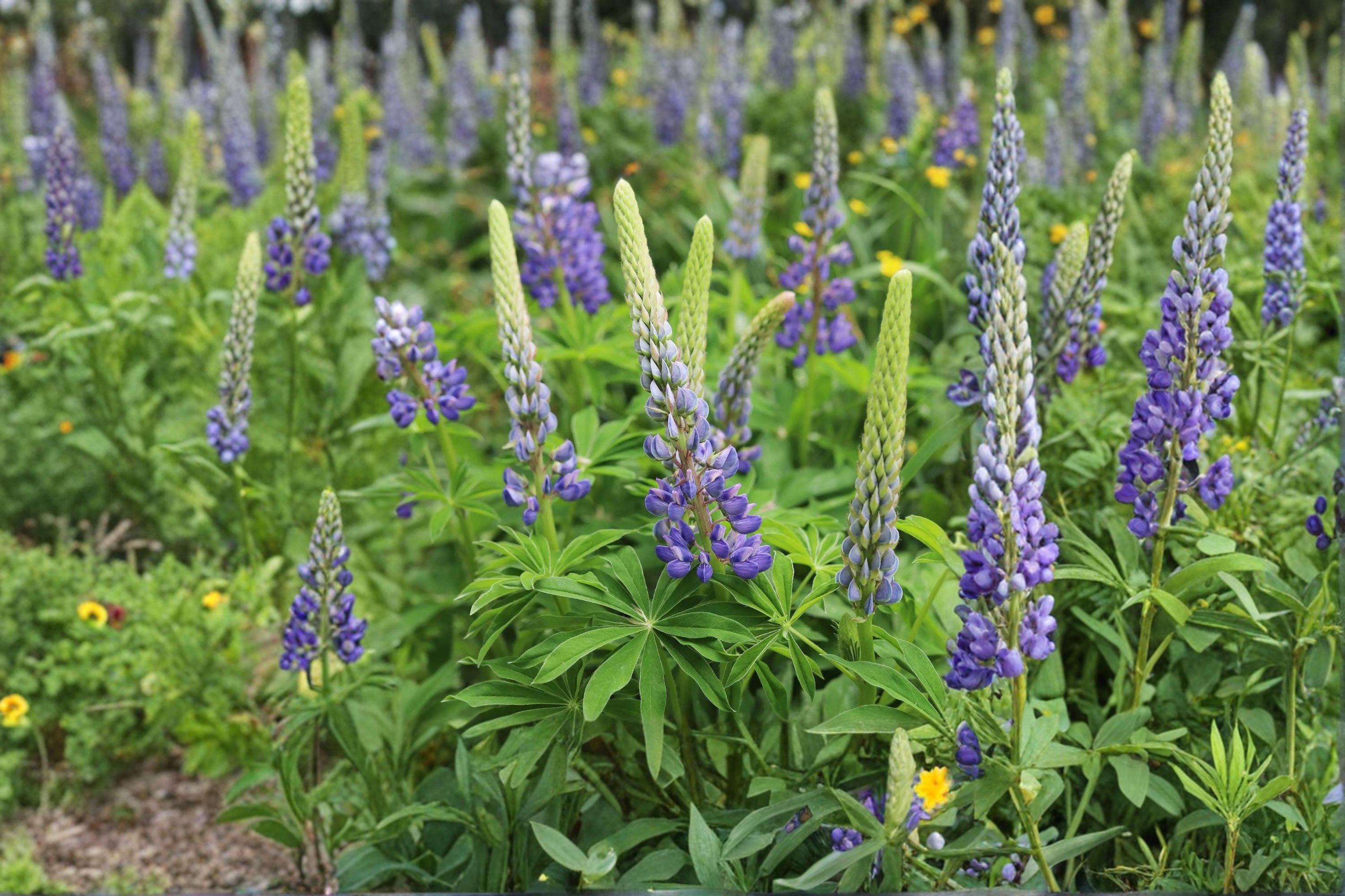 Large Leaf Lupine 20 Seeds | Showy Native Perennial | Tall Colorful Flower Spikes | Pollinator Favorite