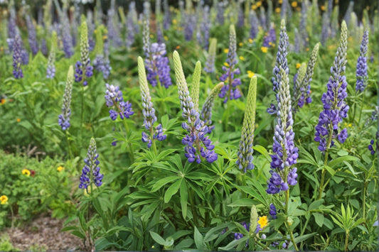 Large Leaf Lupine 20 Seeds | Showy Native Perennial | Tall Colorful Flower Spikes | Pollinator Favorite